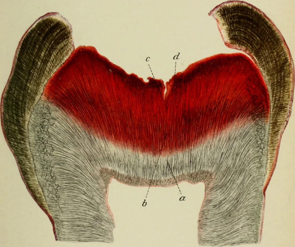 An illustration from Atlas and text-book of dentistry including diseases of the mouth / by Gustav Preiswerk. Edited by George W. Warren., 1906, leaf 289