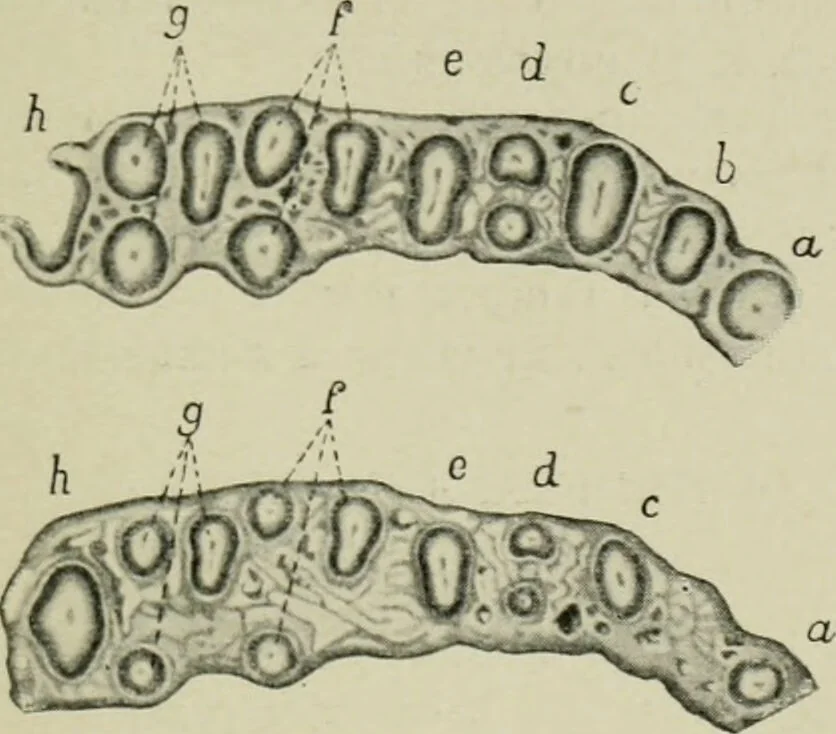 An illustration from Atlas and text-book of dentistry including diseases of the mouth / by Gustav Preiswerk. Edited by George W. Warren., 1906, leaf 55