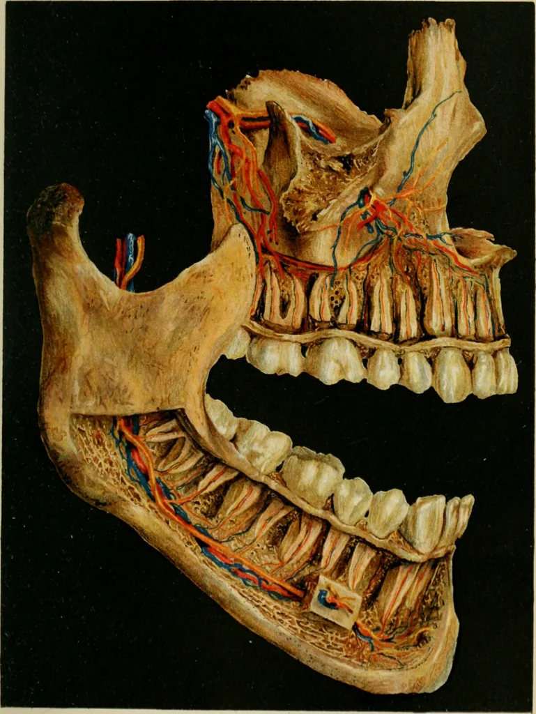 An illustration from Atlas and text-book of dentistry including diseases of the mouth / by Gustav Preiswerk. Edited by George W. Warren., 1906, leaf 69