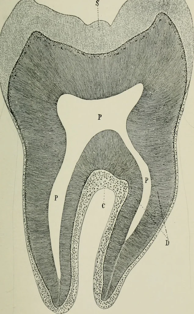 An illustration from Atlas and text-book of dentistry including diseases of the mouth / by Gustav Preiswerk. Edited by George W. Warren., 1906, leaf 99