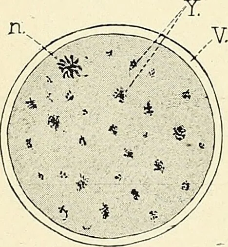 An illustration from Obstetrics : a text-book for the use of students and practitioners / by J. Whitridge Williams ... with eight coloured plates and six hundred and thirty illustrations in the text., 1903, leaf 116