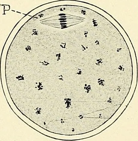 An illustration from Obstetrics : a text-book for the use of students and practitioners / by J. Whitridge Williams ... with eight coloured plates and six hundred and thirty illustrations in the text., 1903, leaf 116