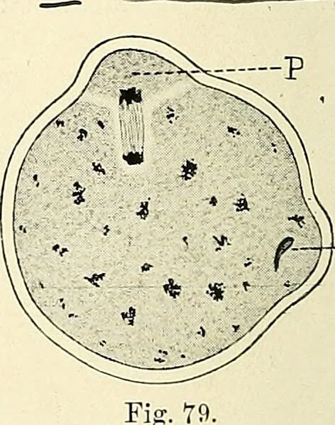 An illustration from Obstetrics : a text-book for the use of students and practitioners / by J. Whitridge Williams ... with eight coloured plates and six hundred and thirty illustrations in the text., 1903, leaf 116
