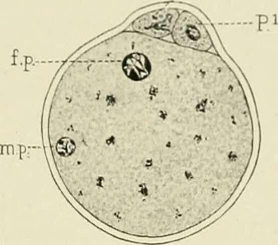 An illustration from Obstetrics : a text-book for the use of students and practitioners / by J. Whitridge Williams ... with eight coloured plates and six hundred and thirty illustrations in the text., 1903, leaf 117