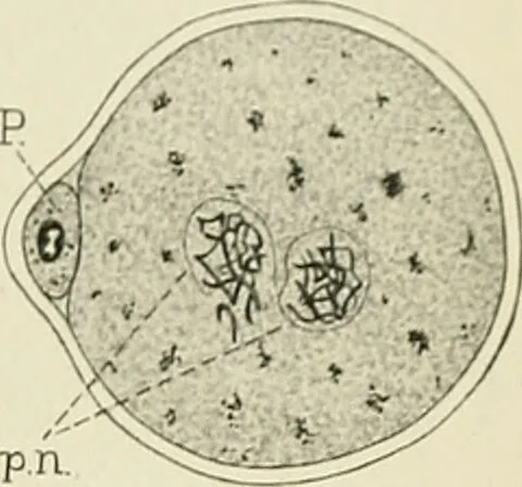 An illustration from Obstetrics : a text-book for the use of students and practitioners / by J. Whitridge Williams ... with eight coloured plates and six hundred and thirty illustrations in the text., 1903, leaf 117