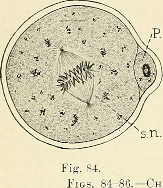 An illustration from Obstetrics : a text-book for the use of students and practitioners / by J. Whitridge Williams ... with eight coloured plates and six hundred and thirty illustrations in the text., 1903, leaf 118