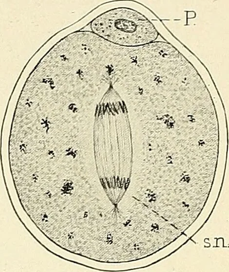 An illustration from Obstetrics : a text-book for the use of students and practitioners / by J. Whitridge Williams ... with eight coloured plates and six hundred and thirty illustrations in the text., 1903, leaf 118