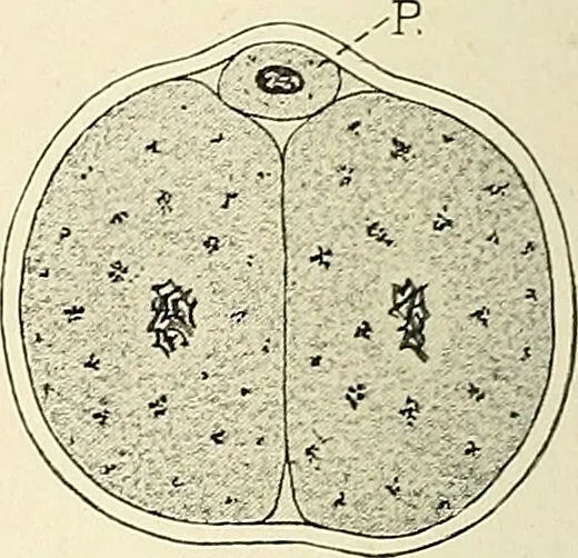 An illustration from Obstetrics : a text-book for the use of students and practitioners / by J. Whitridge Williams ... with eight coloured plates and six hundred and thirty illustrations in the text., 1903, leaf 118