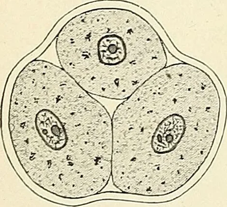 An illustration from Obstetrics : a text-book for the use of students and practitioners / by J. Whitridge Williams ... with eight coloured plates and six hundred and thirty illustrations in the text., 1903, leaf 118