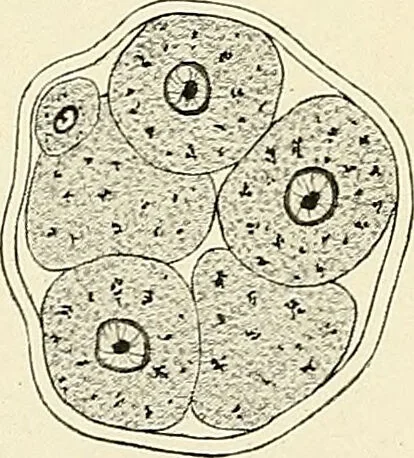 An illustration from Obstetrics : a text-book for the use of students and practitioners / by J. Whitridge Williams ... with eight coloured plates and six hundred and thirty illustrations in the text., 1903, leaf 118