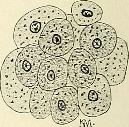 An illustration from Obstetrics : a text-book for the use of students and practitioners / by J. Whitridge Williams ... with eight coloured plates and six hundred and thirty illustrations in the text., 1903, leaf 118