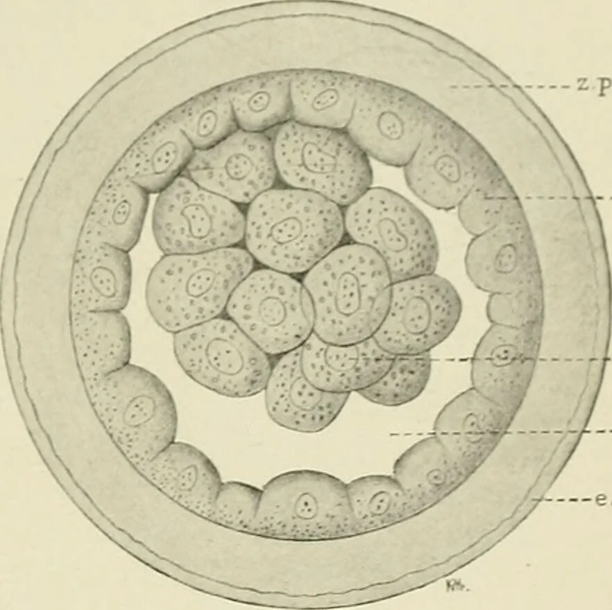 An illustration from Obstetrics : a text-book for the use of students and practitioners / by J. Whitridge Williams ... with eight coloured plates and six hundred and thirty illustrations in the text., 1903, leaf 119