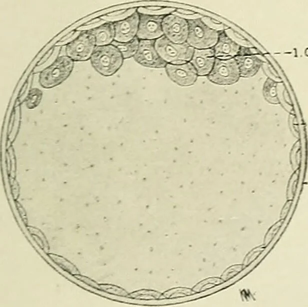 An illustration from Obstetrics : a text-book for the use of students and practitioners / by J. Whitridge Williams ... with eight coloured plates and six hundred and thirty illustrations in the text., 1903, leaf 119