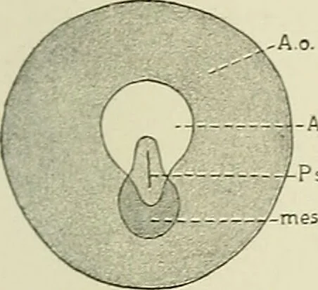 An illustration from Obstetrics : a text-book for the use of students and practitioners / by J. Whitridge Williams ... with eight coloured plates and six hundred and thirty illustrations in the text., 1903, leaf 121