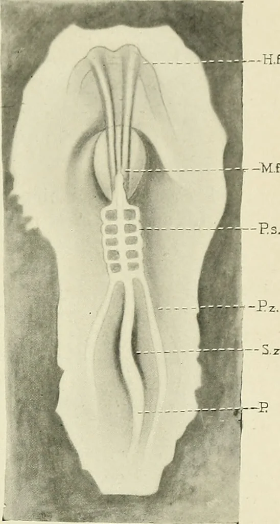 An illustration from Obstetrics : a text-book for the use of students and practitioners / by J. Whitridge Williams ... with eight coloured plates and six hundred and thirty illustrations in the text., 1903, leaf 123