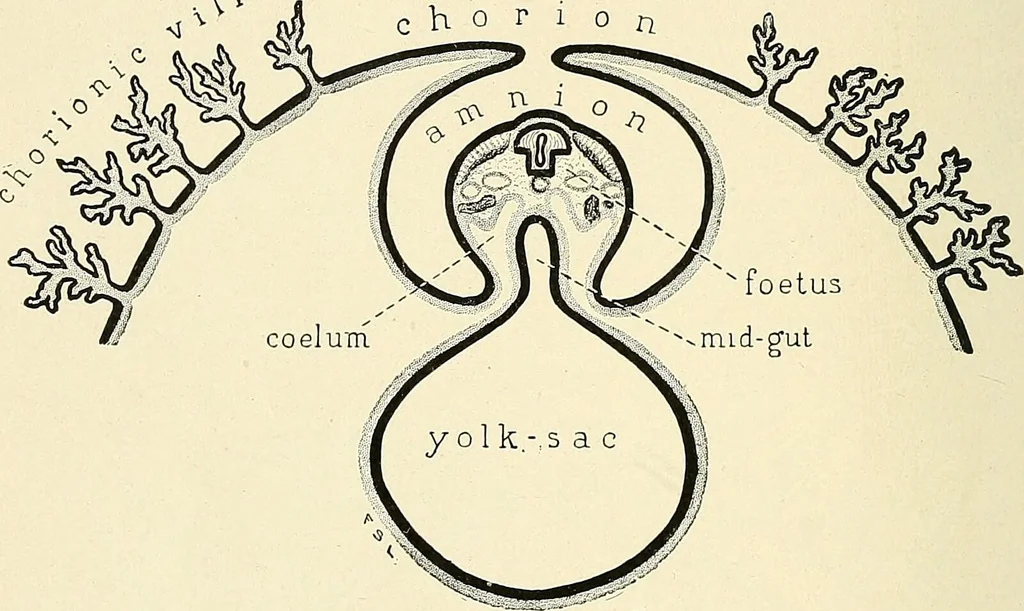 An illustration from Obstetrics : a text-book for the use of students and practitioners / by J. Whitridge Williams ... with eight coloured plates and six hundred and thirty illustrations in the text., 1903, leaf 126