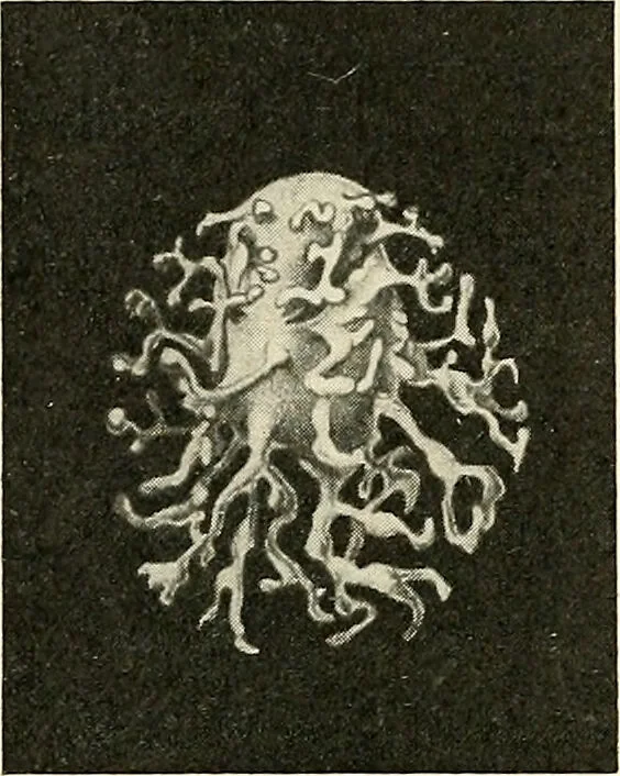 An illustration from Obstetrics : a text-book for the use of students and practitioners / by J. Whitridge Williams ... with eight coloured plates and six hundred and thirty illustrations in the text., 1903, leaf 130