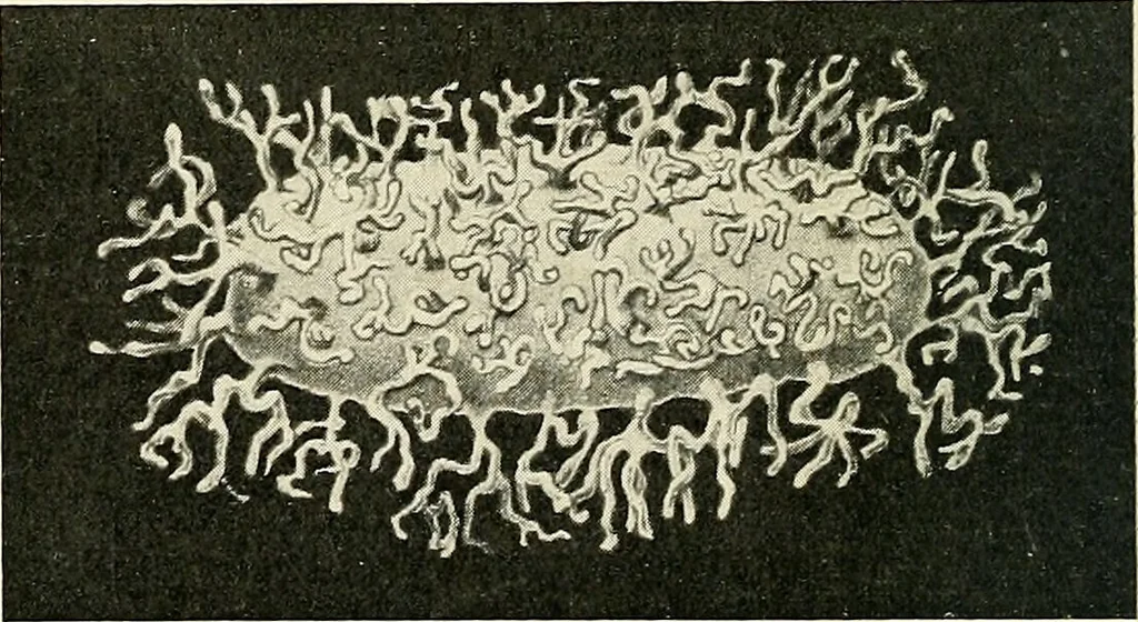 An illustration from Obstetrics : a text-book for the use of students and practitioners / by J. Whitridge Williams ... with eight coloured plates and six hundred and thirty illustrations in the text., 1903, leaf 130
