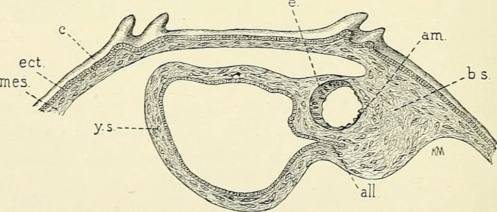 An illustration from Obstetrics : a text-book for the use of students and practitioners / by J. Whitridge Williams ... with eight coloured plates and six hundred and thirty illustrations in the text., 1903, leaf 132
