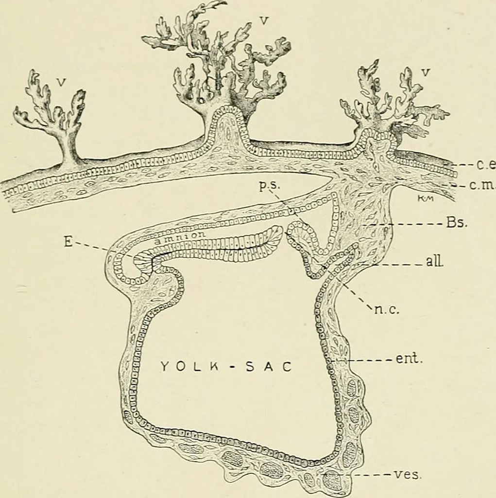 An illustration from Obstetrics : a text-book for the use of students and practitioners / by J. Whitridge Williams ... with eight coloured plates and six hundred and thirty illustrations in the text., 1903, leaf 133
