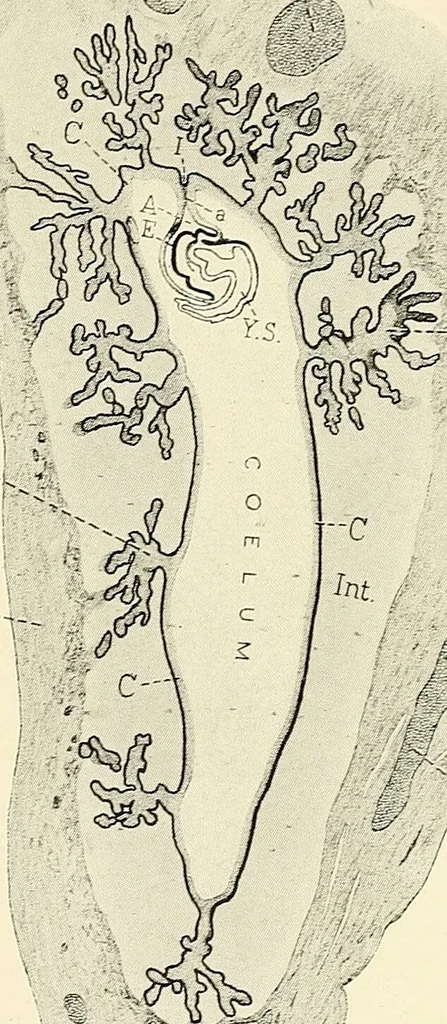 An illustration from Obstetrics : a text-book for the use of students and practitioners / by J. Whitridge Williams ... with eight coloured plates and six hundred and thirty illustrations in the text., 1903, leaf 134