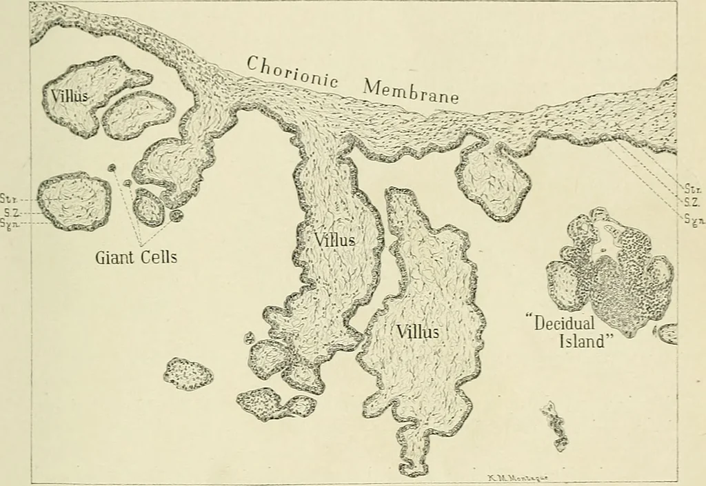 An illustration from Obstetrics : a text-book for the use of students and practitioners / by J. Whitridge Williams ... with eight coloured plates and six hundred and thirty illustrations in the text., 1903, leaf 135