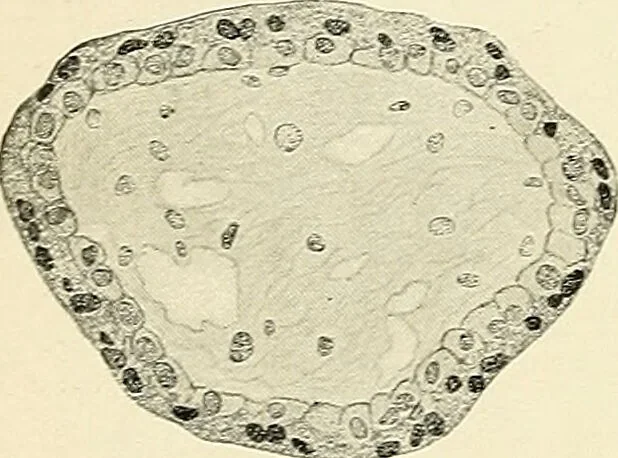 An illustration from Obstetrics : a text-book for the use of students and practitioners / by J. Whitridge Williams ... with eight coloured plates and six hundred and thirty illustrations in the text., 1903, leaf 136