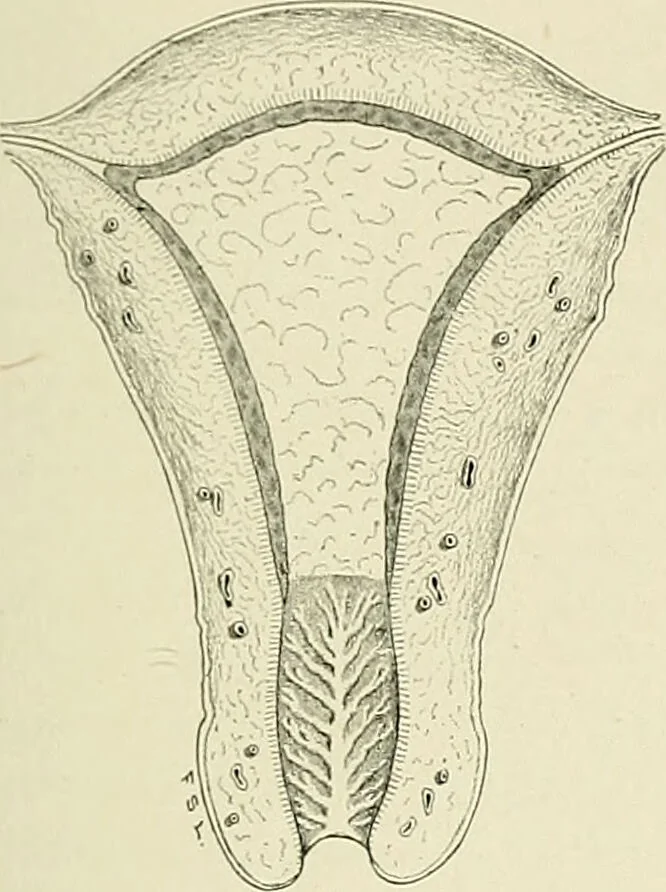 An illustration from Obstetrics : a text-book for the use of students and practitioners / by J. Whitridge Williams ... with eight coloured plates and six hundred and thirty illustrations in the text., 1903, leaf 139