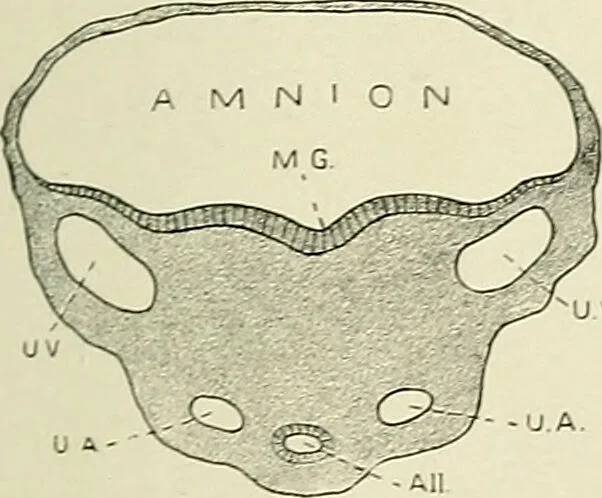 An illustration from Obstetrics : a text-book for the use of students and practitioners / by J. Whitridge Williams ... with eight coloured plates and six hundred and thirty illustrations in the text., 1903, leaf 163