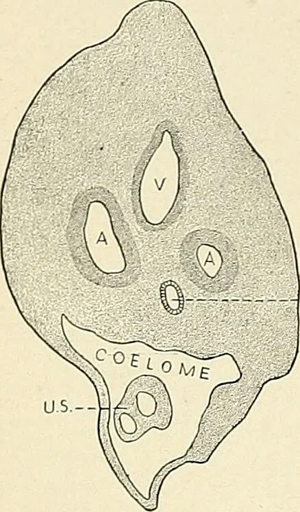 An illustration from Obstetrics : a text-book for the use of students and practitioners / by J. Whitridge Williams ... with eight coloured plates and six hundred and thirty illustrations in the text., 1903, leaf 164