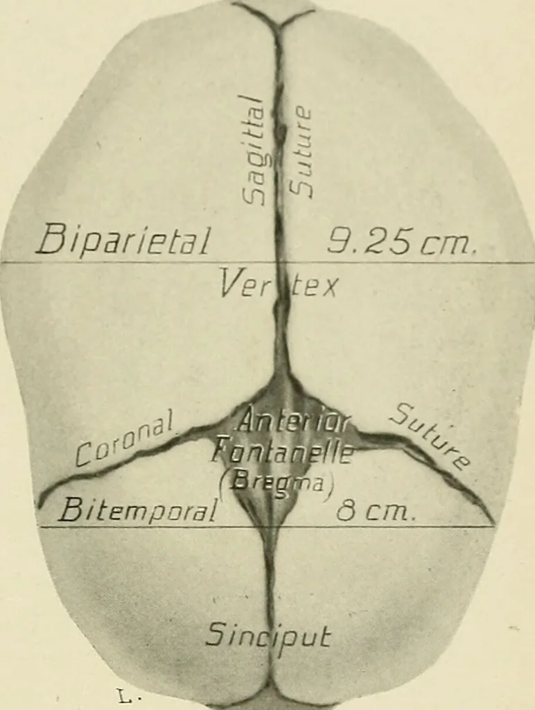 An illustration from Obstetrics : a text-book for the use of students and practitioners / by J. Whitridge Williams ... with eight coloured plates and six hundred and thirty illustrations in the text., 1903, leaf 175