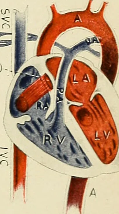 An illustration from Obstetrics : a text-book for the use of students and practitioners / by J. Whitridge Williams ... with eight coloured plates and six hundred and thirty illustrations in the text., 1903, leaf 179