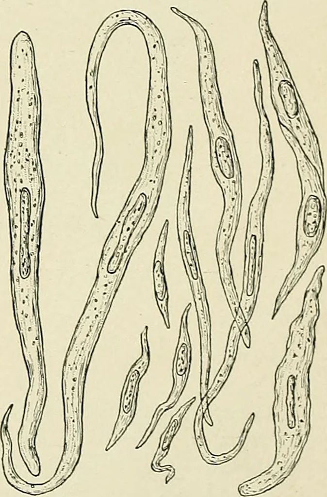 An illustration from Obstetrics : a text-book for the use of students and practitioners / by J. Whitridge Williams ... with eight coloured plates and six hundred and thirty illustrations in the text., 1903, leaf 187
