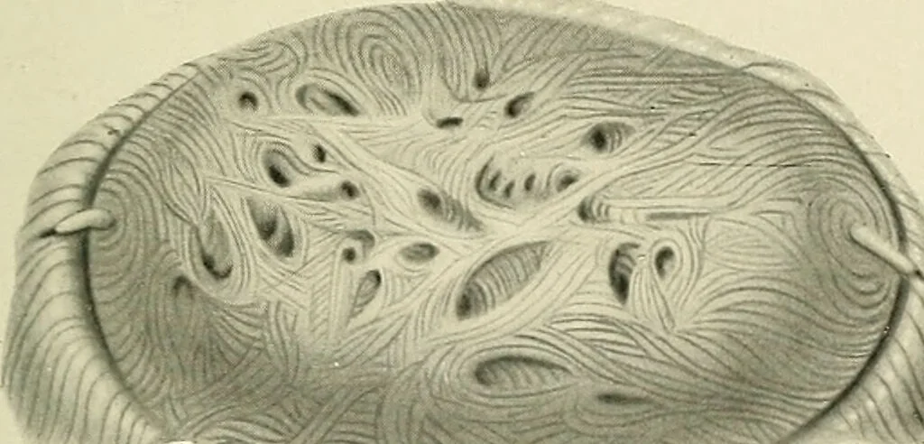 An illustration from Obstetrics : a text-book for the use of students and practitioners / by J. Whitridge Williams ... with eight coloured plates and six hundred and thirty illustrations in the text., 1903, leaf 189