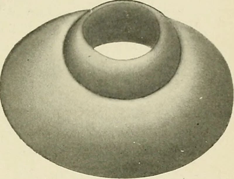 An illustration from Obstetrics : a text-book for the use of students and practitioners / by J. Whitridge Williams ... with eight coloured plates and six hundred and thirty illustrations in the text., 1903, leaf 219