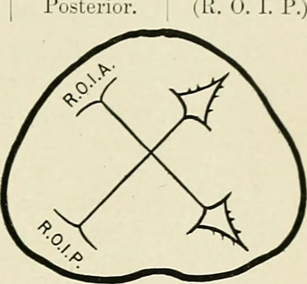 An illustration from Obstetrics : a text-book for the use of students and practitioners / by J. Whitridge Williams ... with eight coloured plates and six hundred and thirty illustrations in the text., 1903, leaf 225