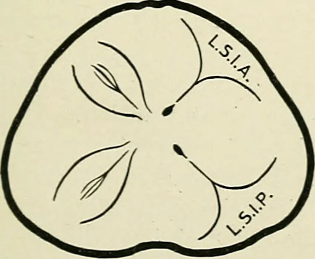 An illustration from Obstetrics : a text-book for the use of students and practitioners / by J. Whitridge Williams ... with eight coloured plates and six hundred and thirty illustrations in the text., 1903, leaf 225