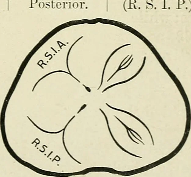 An illustration from Obstetrics : a text-book for the use of students and practitioners / by J. Whitridge Williams ... with eight coloured plates and six hundred and thirty illustrations in the text., 1903, leaf 225