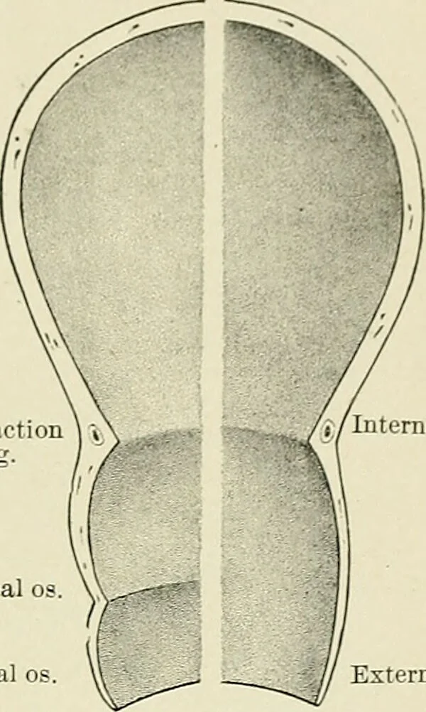 An illustration from Obstetrics : a text-book for the use of students and practitioners / by J. Whitridge Williams ... with eight coloured plates and six hundred and thirty illustrations in the text., 1903, leaf 253