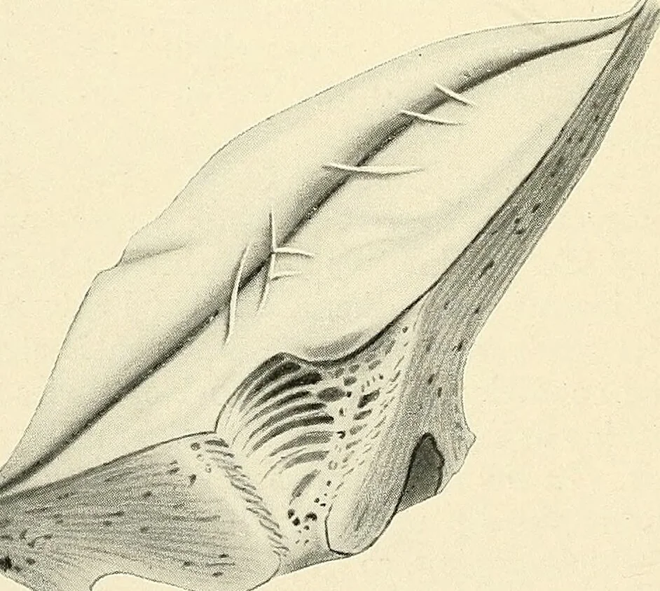 An illustration from Obstetrics : a text-book for the use of students and practitioners / by J. Whitridge Williams ... with eight coloured plates and six hundred and thirty illustrations in the text., 1903, leaf 258