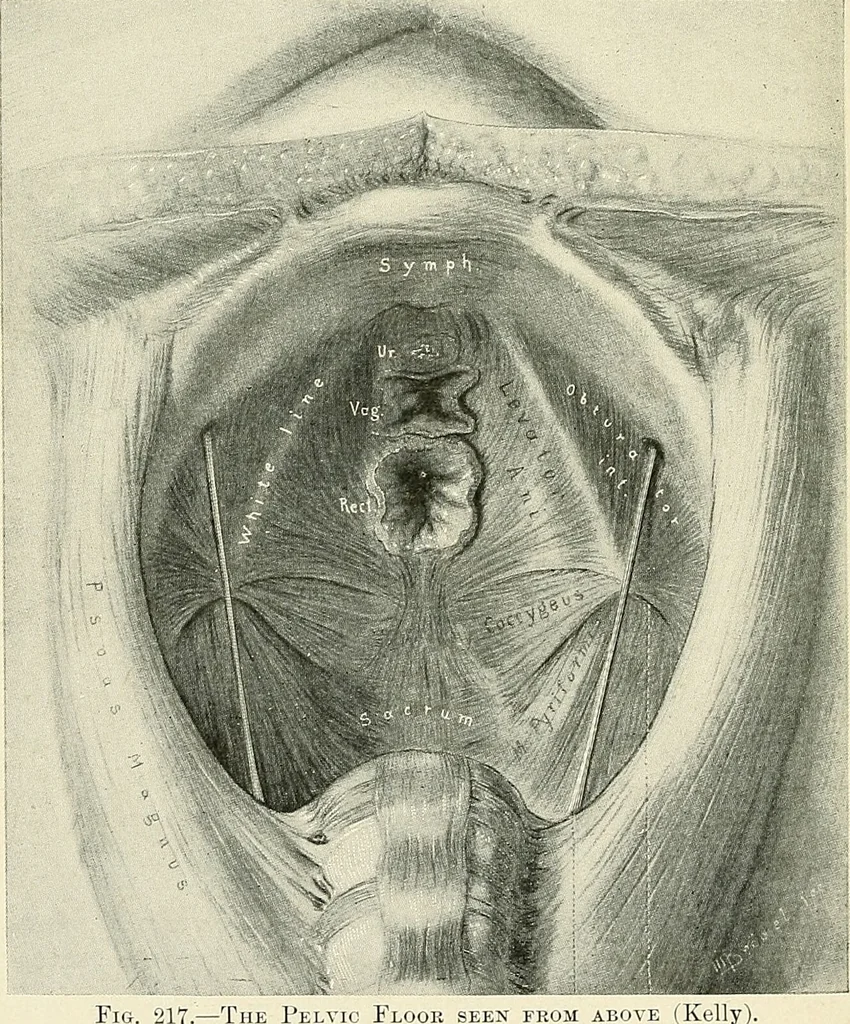 An illustration from Obstetrics : a text-book for the use of students and practitioners / by J. Whitridge Williams ... with eight coloured plates and six hundred and thirty illustrations in the text., 1903, leaf 264