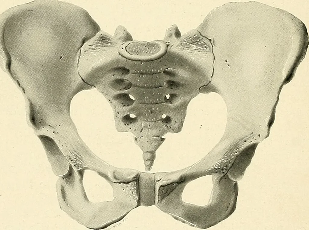 An illustration from Obstetrics : a text-book for the use of students and practitioners / by J. Whitridge Williams ... with eight coloured plates and six hundred and thirty illustrations in the text., 1903, leaf 30