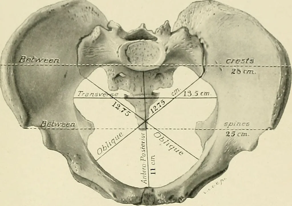 An illustration from Obstetrics : a text-book for the use of students and practitioners / by J. Whitridge Williams ... with eight coloured plates and six hundred and thirty illustrations in the text., 1903, leaf 33