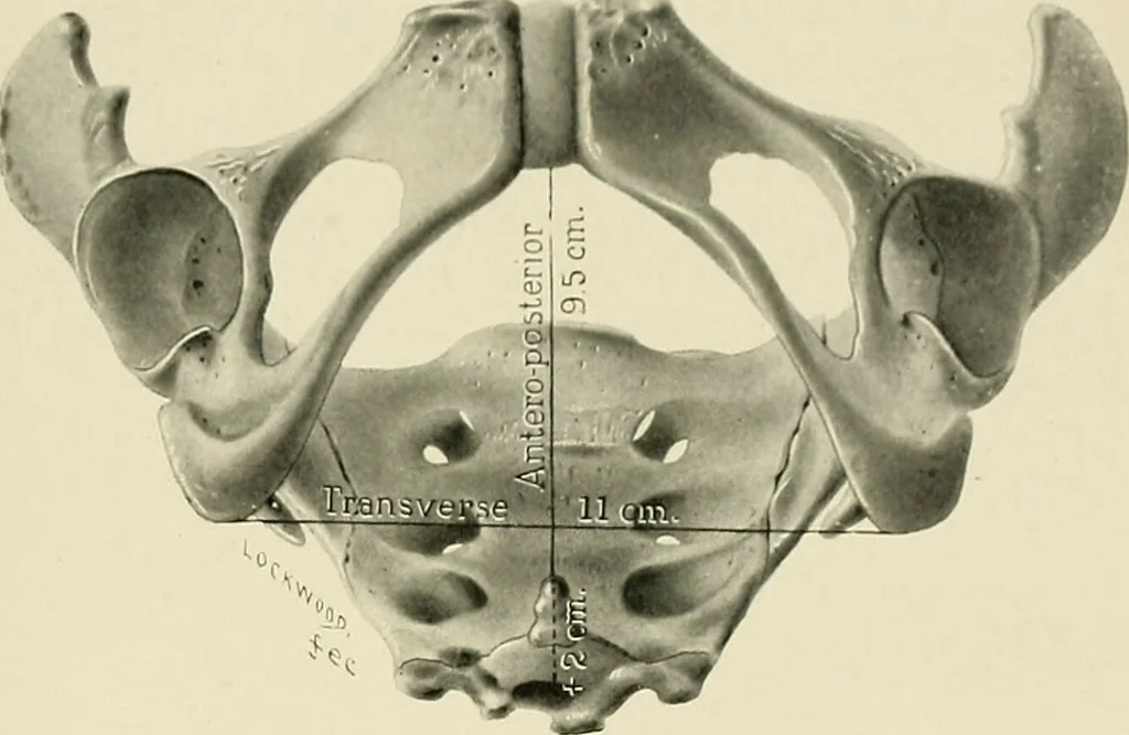 An illustration from Obstetrics : a text-book for the use of students and practitioners / by J. Whitridge Williams ... with eight coloured plates and six hundred and thirty illustrations in the text., 1903, leaf 35