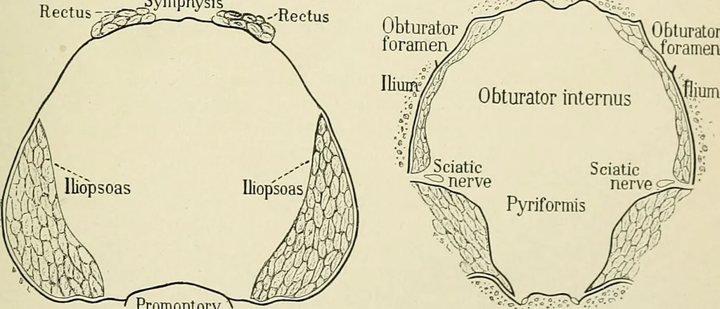An illustration from Obstetrics : a text-book for the use of students and practitioners / by J. Whitridge Williams ... with eight coloured plates and six hundred and thirty illustrations in the text., 1903, leaf 35