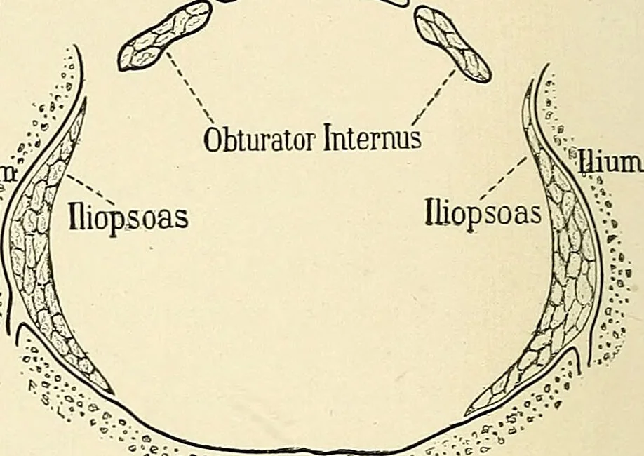 An illustration from Obstetrics : a text-book for the use of students and practitioners / by J. Whitridge Williams ... with eight coloured plates and six hundred and thirty illustrations in the text., 1903, leaf 36