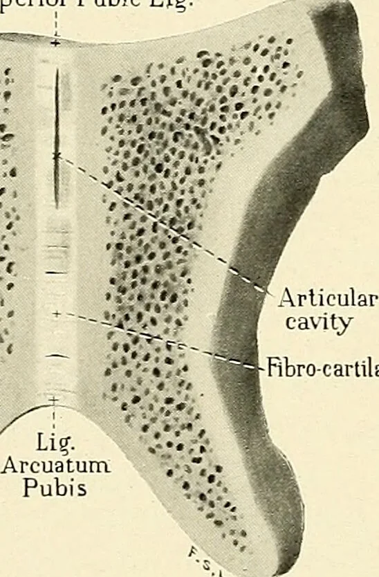 An illustration from Obstetrics : a text-book for the use of students and practitioners / by J. Whitridge Williams ... with eight coloured plates and six hundred and thirty illustrations in the text., 1903, leaf 38
