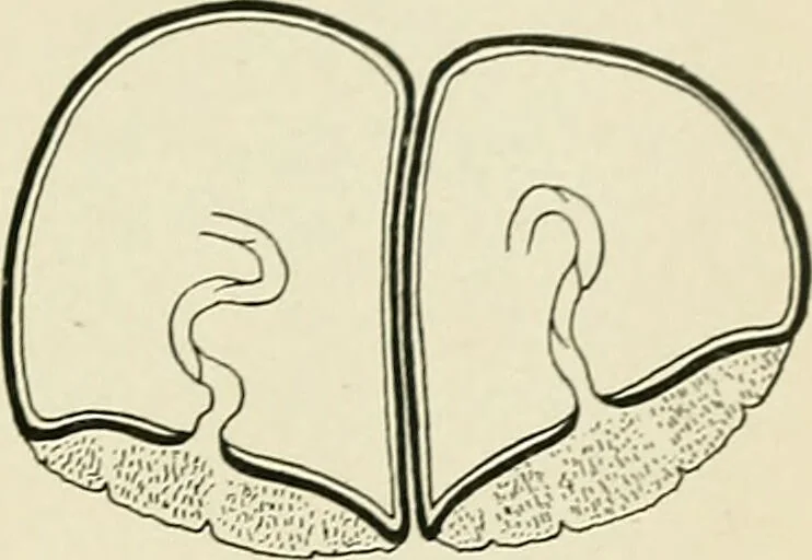 An illustration from Obstetrics : a text-book for the use of students and practitioners / by J. Whitridge Williams ... with eight coloured plates and six hundred and thirty illustrations in the text., 1903, leaf 381