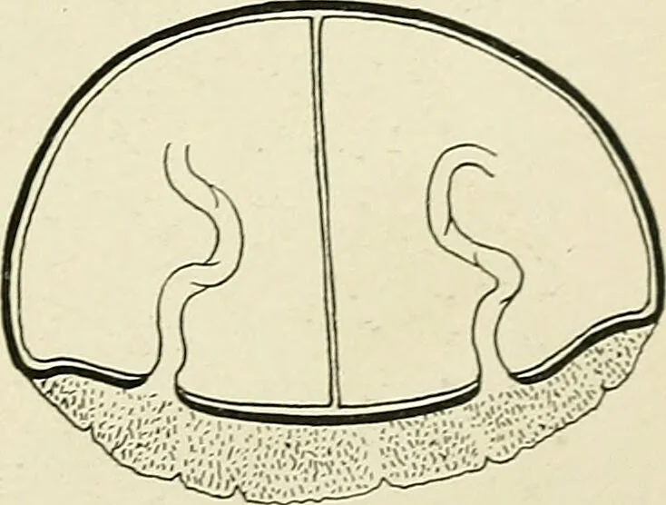 An illustration from Obstetrics : a text-book for the use of students and practitioners / by J. Whitridge Williams ... with eight coloured plates and six hundred and thirty illustrations in the text., 1903, leaf 381