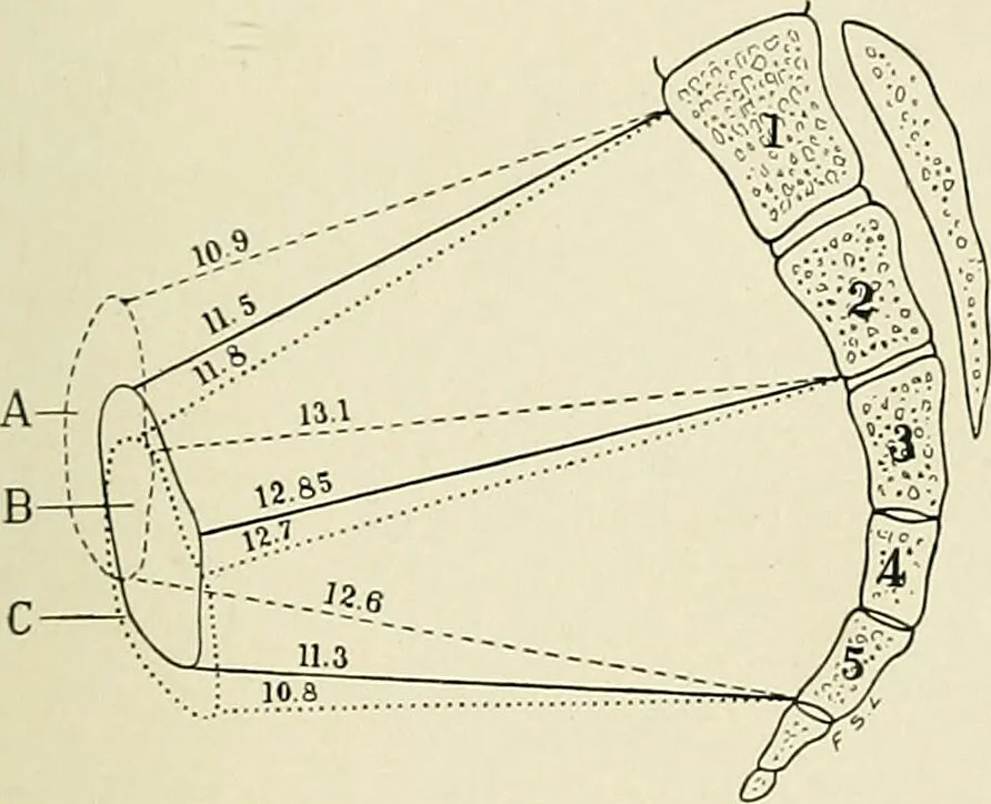 An illustration from Obstetrics : a text-book for the use of students and practitioners / by J. Whitridge Williams ... with eight coloured plates and six hundred and thirty illustrations in the text., 1903, leaf 39